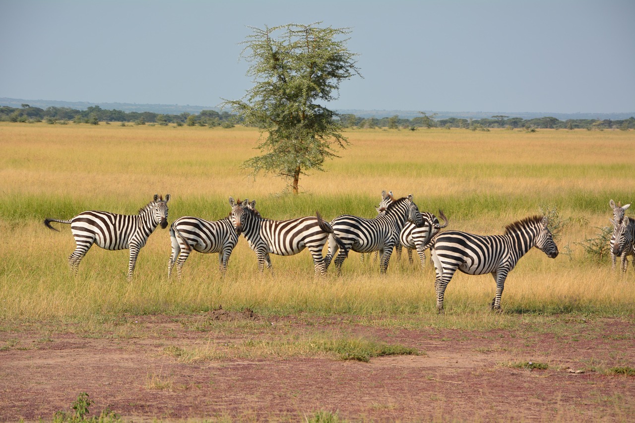 zebra sereneti